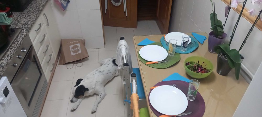 Alegria canina todos os dias