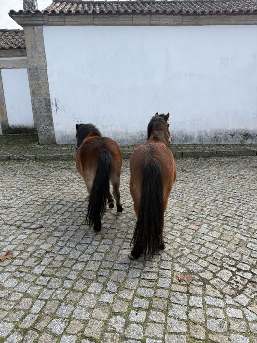 Poneis femeas gestantes