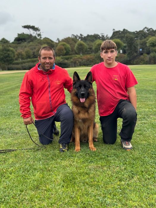Pastor alemão cachorro