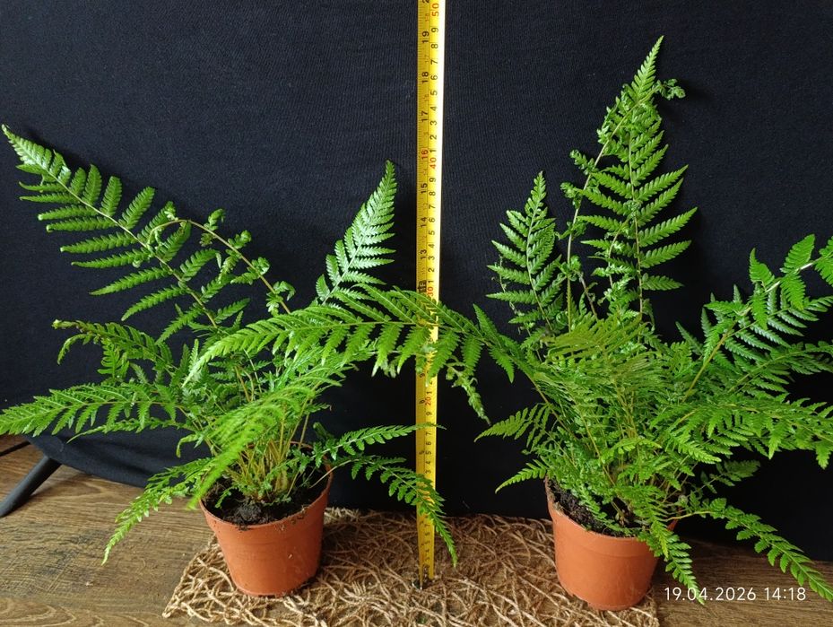 Диксонія (Dicksonia) — рід папоротей, ряду Filicales вид папороті кімнатної