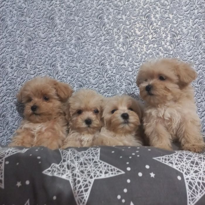 Мальчишки и девченки мальтипушки