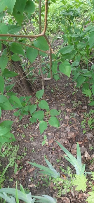 Продам саженцы сирени