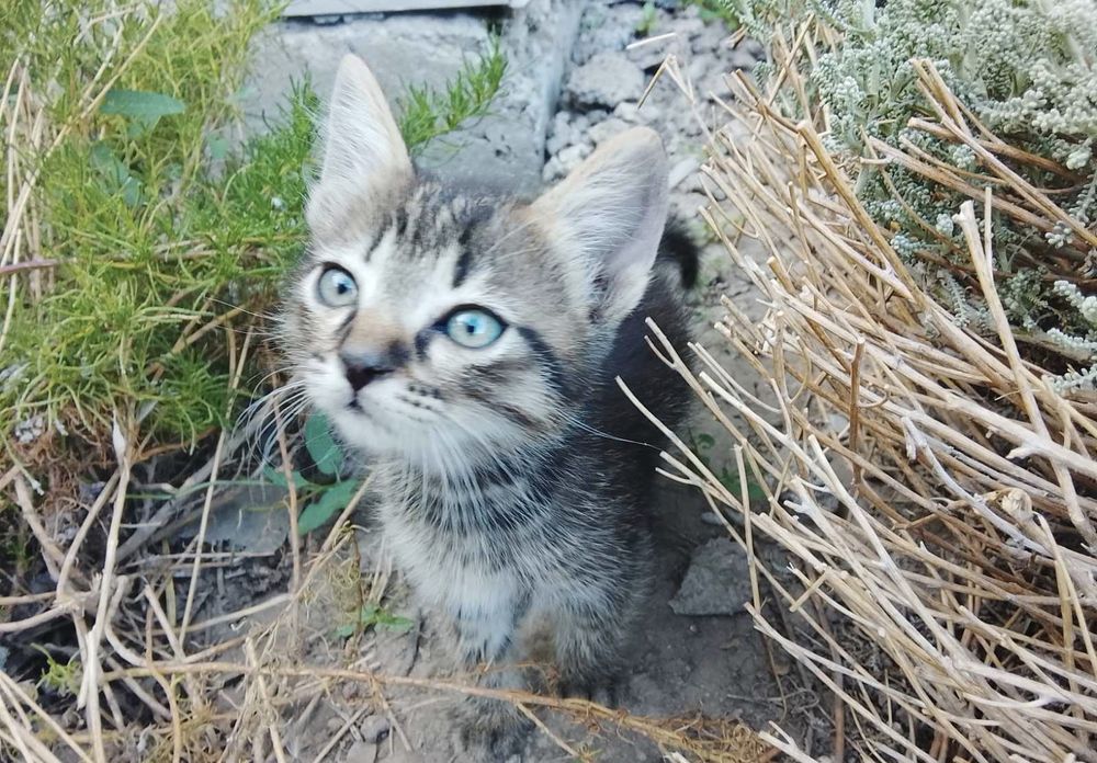 Маленькі кошенята