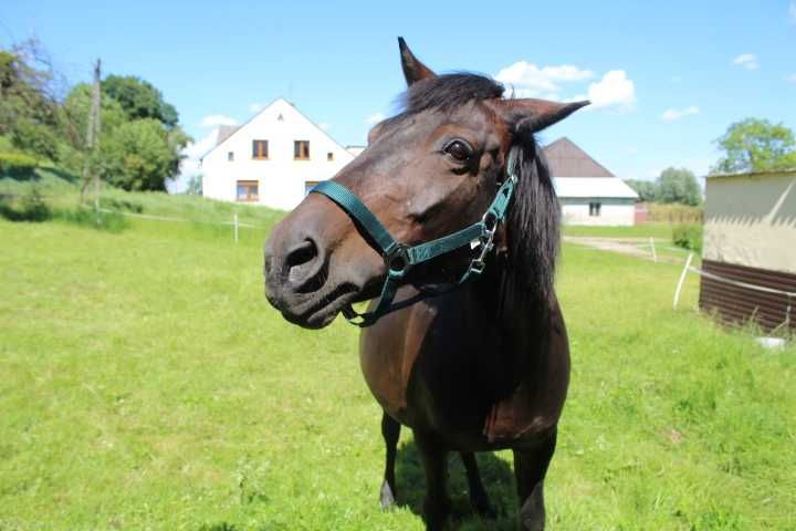 Klacz huculska na sprzedaż