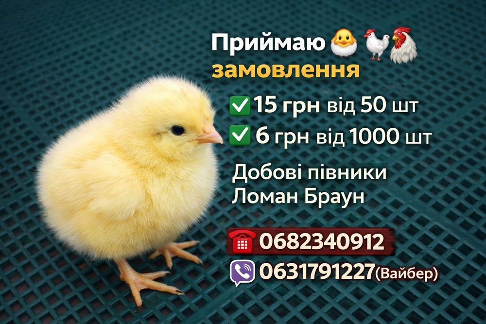Добові півники Ломан Браун петушки циплята опт 6 грн