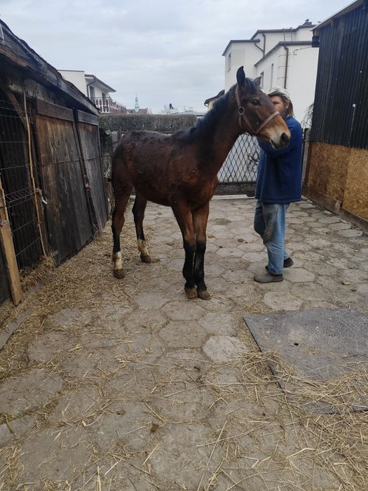 Rezerwacja Ogierek gniady sprzedam