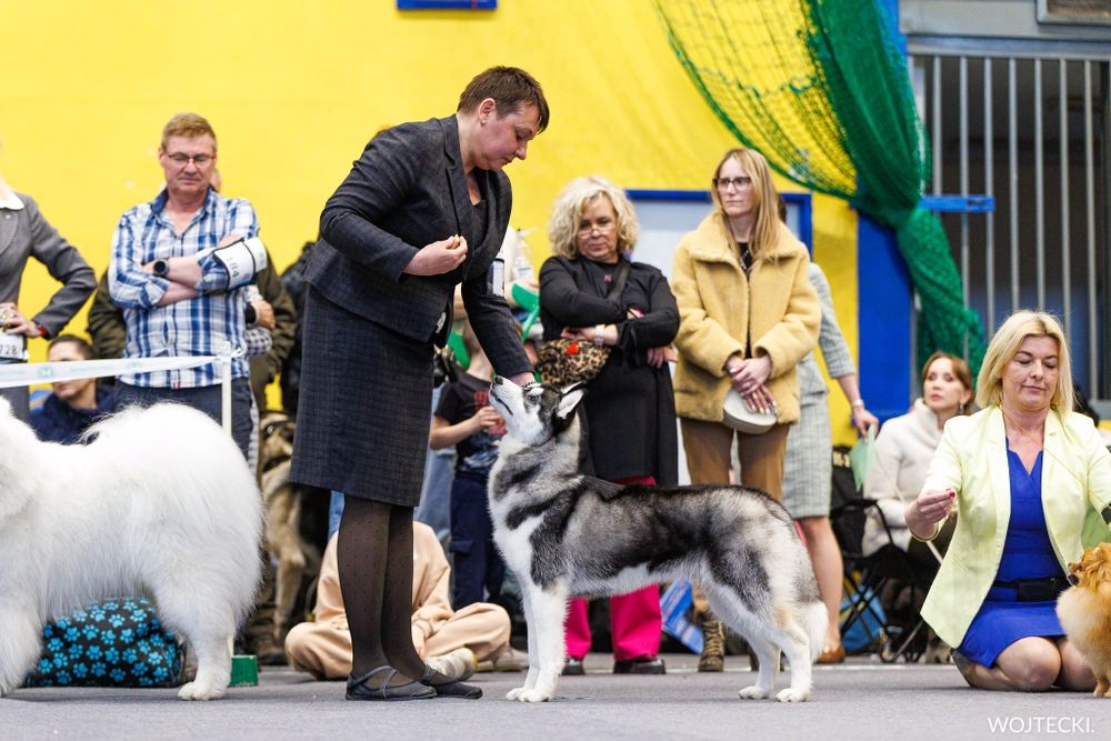 Siberian Husky ZKwP Junior