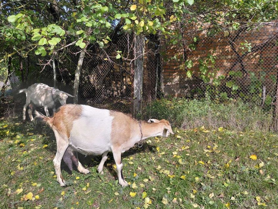 Продається молода дійна коза, первітка