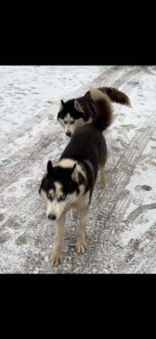 Oddam haski z rodowodem