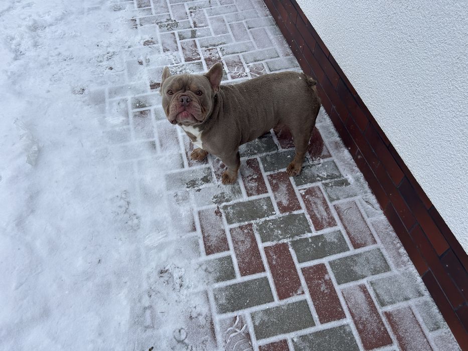 Suczka Buldog Francuski urocza .