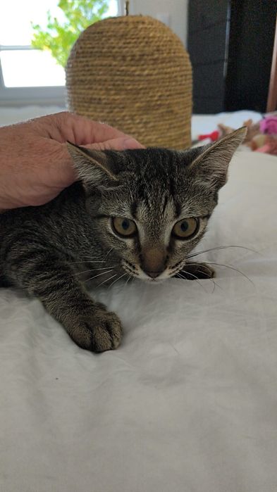 Gatinhos bebés com esterilização gratuita para adoção