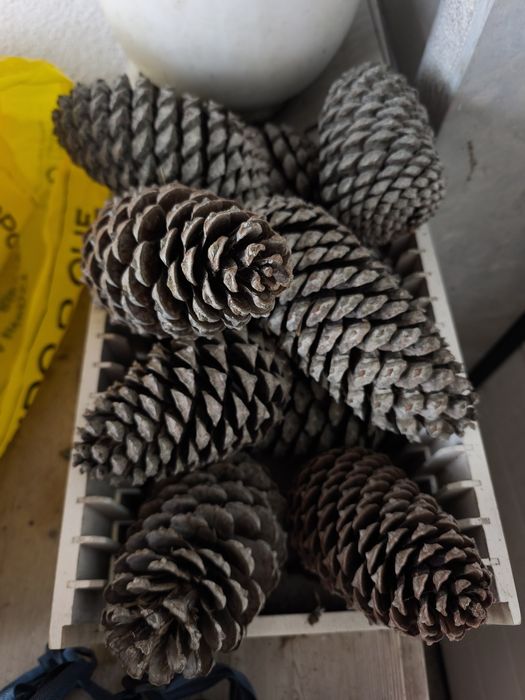 Saco de pinhas 6€ = 5kg