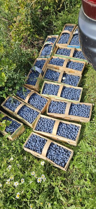 Borówka  duże owoce z plantacji