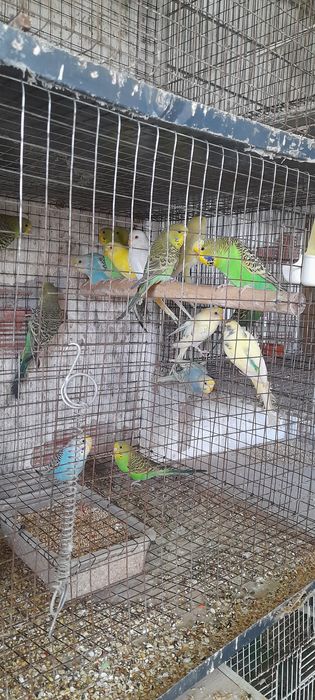 Piriquitos para ceder