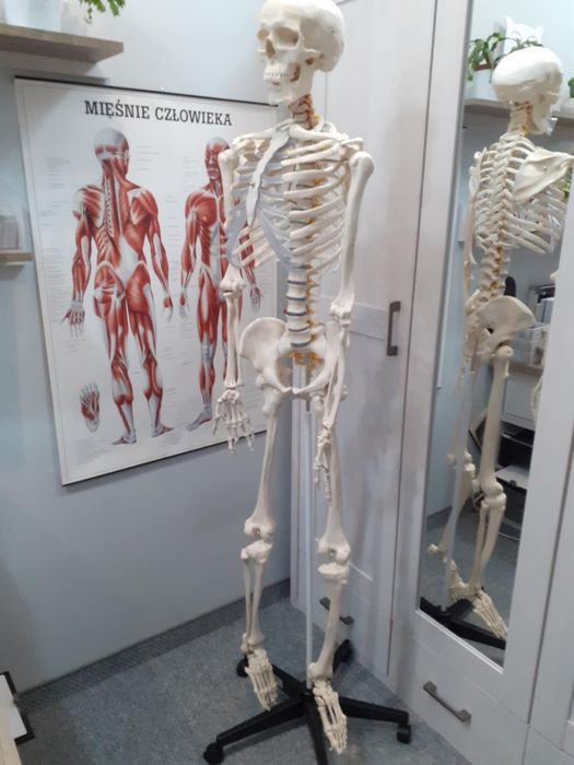 Szkielet człowieka