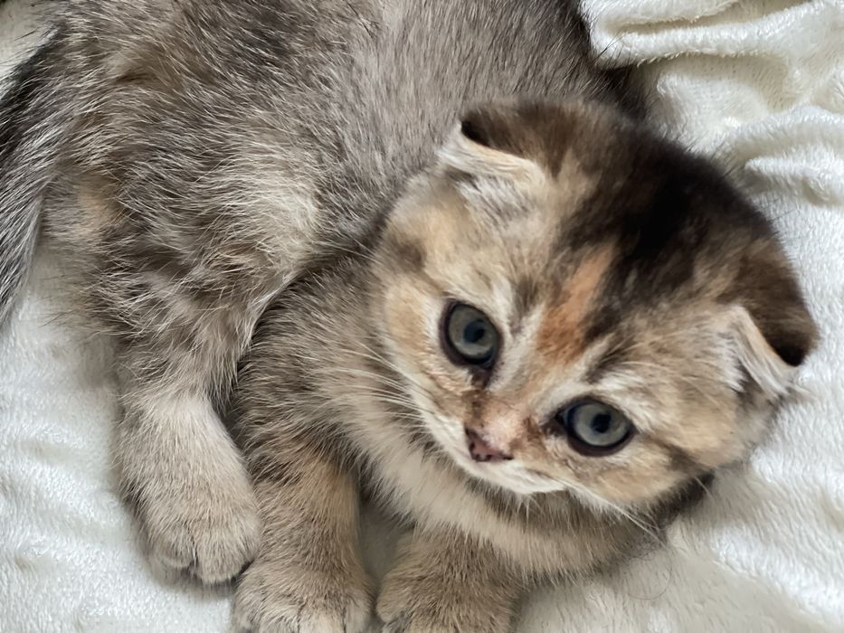 Золота шиншила милі котики