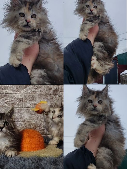 Неймовiрнi красунечки