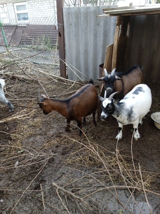 Продам карликовую камерунскую козачку