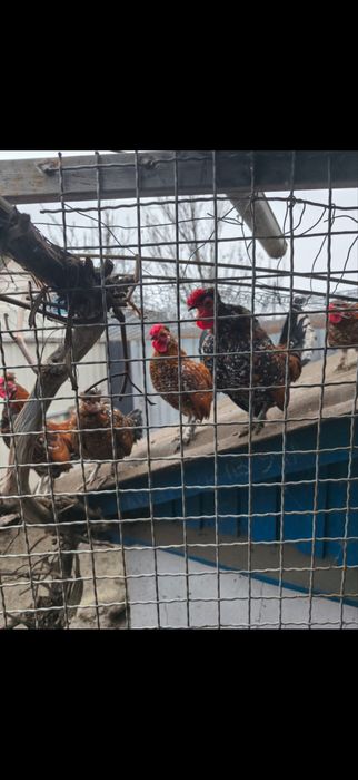 Продам Корольки ситцеві