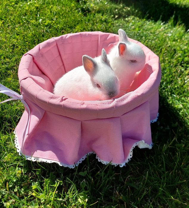 Coelhos anões bebés