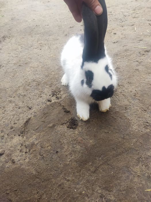 Продам кроликааа