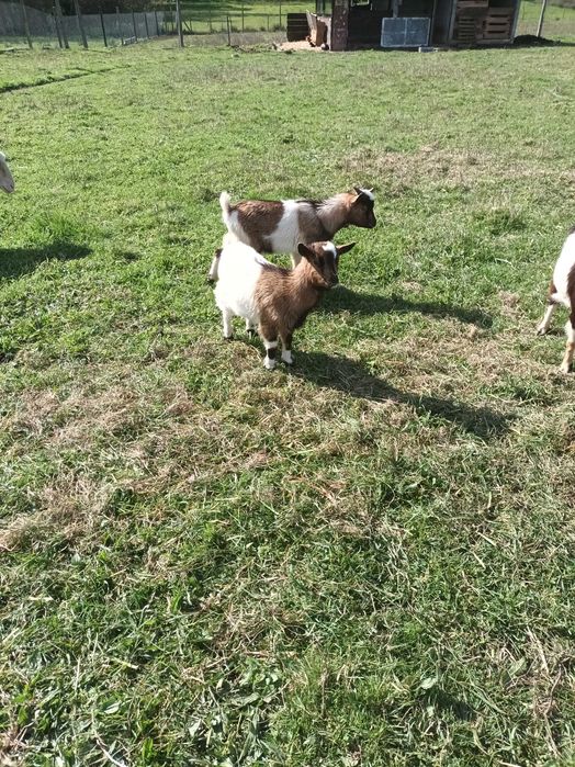 Vendo casal cabrithinhas 5 meses