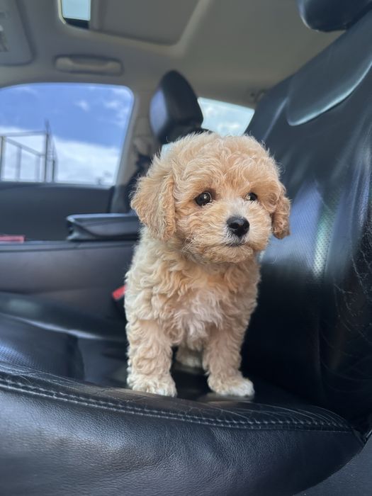 Мальтипу преміум міні