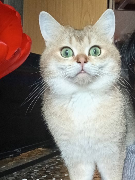 Красавец котик.Золотая шиншилла.Не метящая линия.