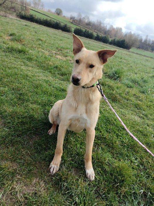 Słodka Lilo od roku czeka na dom