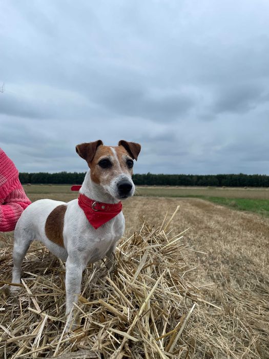 Jack Russell Terrier od # SMARTIE JACKS# short legged FEMALE Jack