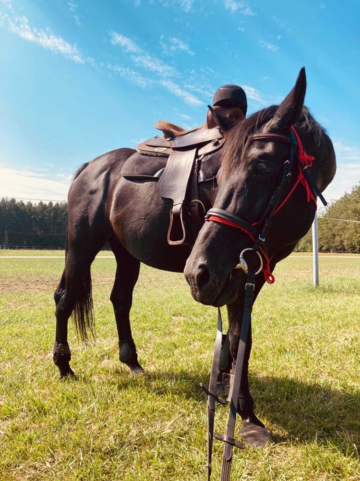 Klacz Sp 14 lat wysoka, bomboodporna SPRZEDAŻ