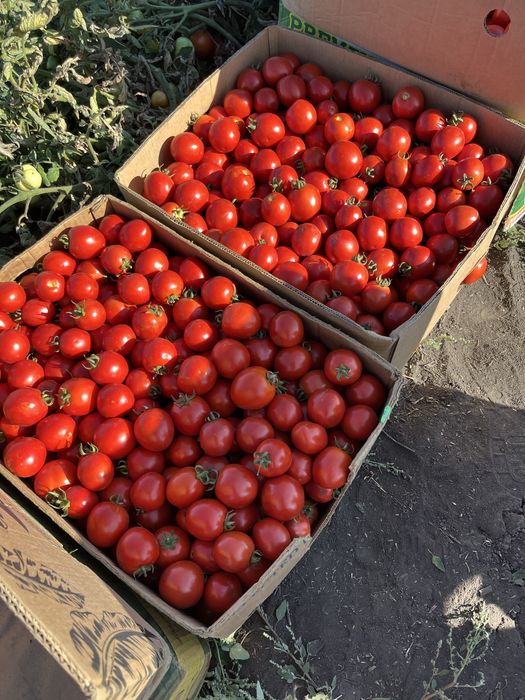 Продам помідор