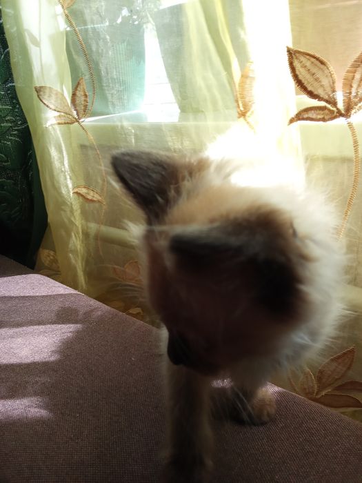 Хто хоче купити котиків атланських