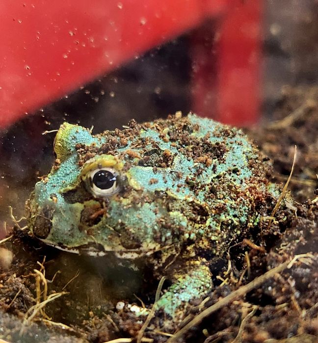 Zaba Rogata różne kolory