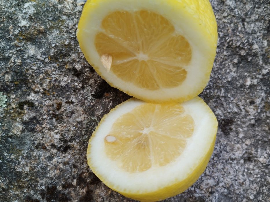 Limões - produção caseira