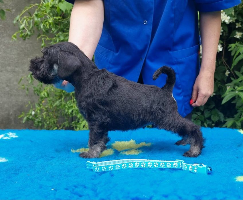 Цуценята цвергшнауцера