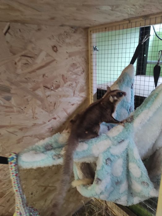 Lotopałanka karłowata okazja