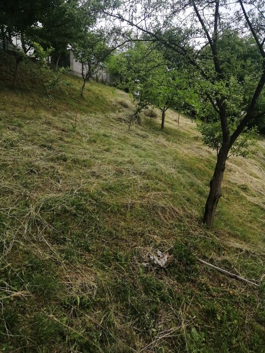 Сіно лугове,2024р.