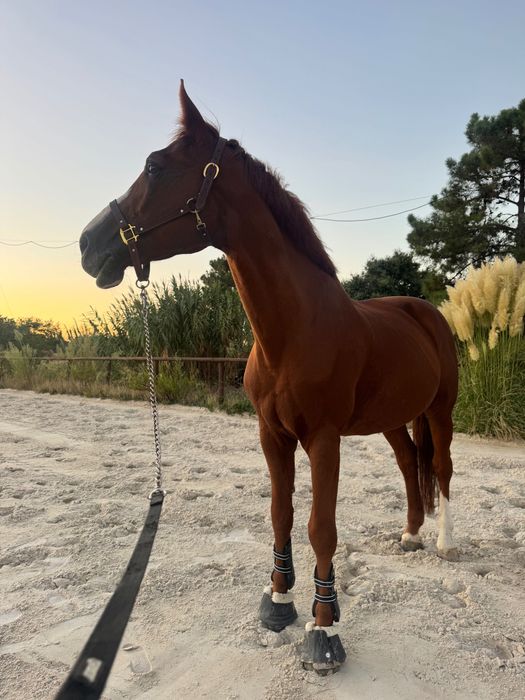 Mix KWPN Experiente Saltos