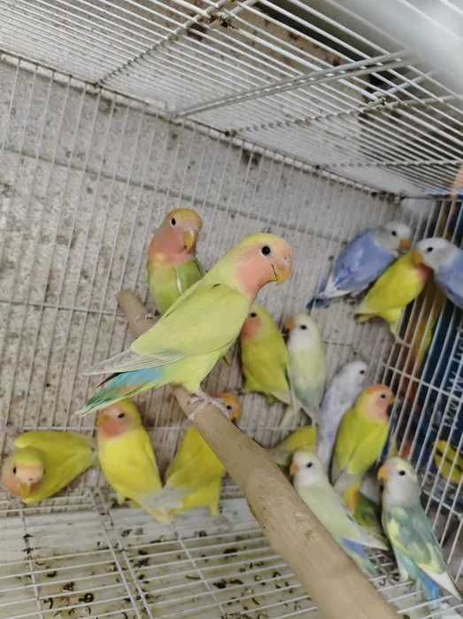 Roseicollis muito bonitos