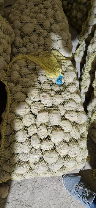 Ziemniaki sadzeniaki