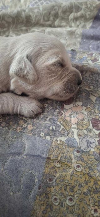 Golden Retriever piesek po Championie (Związek kynologiczny w Polsce)