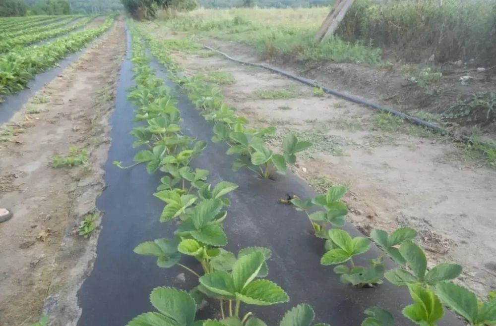 Агроволокно біле і чорне розмір і ціна в описі