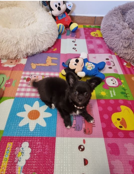 Chihuahua Macho de pêlo comprido c Pedigree e afixo