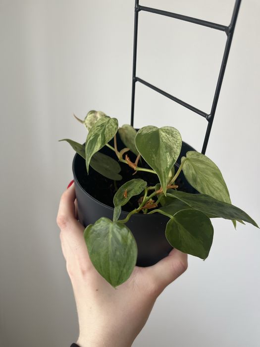 philodendron hederaceum variegata okaz