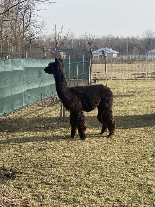 Alpaka Suri samiec
