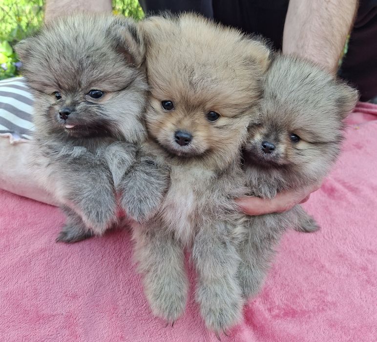 Шпиц,щенки шпиц.