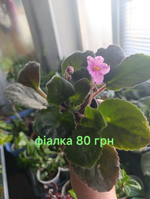 Кімнатні рослини