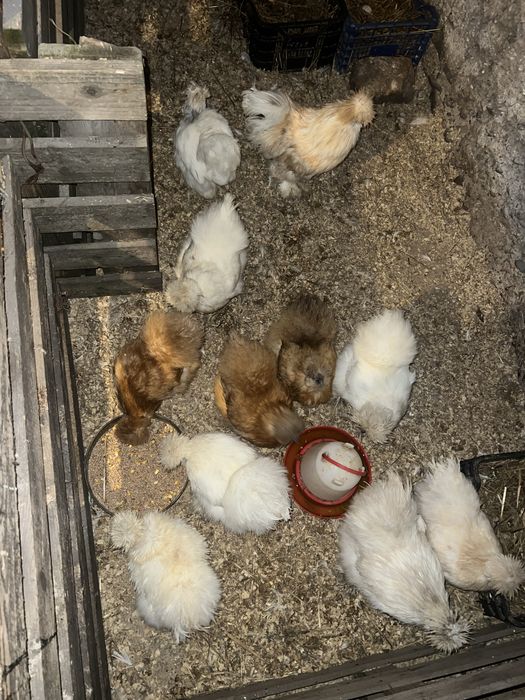 Jaja legowe kur silek usa