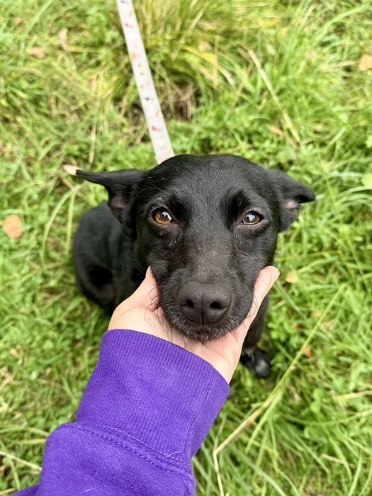 Zula — dwuletnia sunia do adopcji